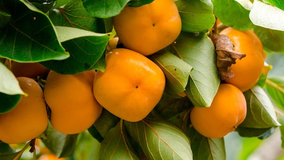 日本の柿のとりかた