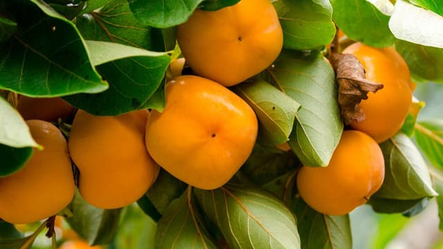 <ruby ><rb><span class="jlpt-n3" word="日本">日本</span></rb><rt>にほん</rt></ruby><span class="" word="の">の</span><ruby ><rb><span class="unknown" word="柿">柿</span></rb><rt>かき</rt></ruby><span class="" word="の">の</span><span class="" word="と">と</span><span class="" word="り">り</span><span class="" word="か">か</span><span class="" word="た">た</span>