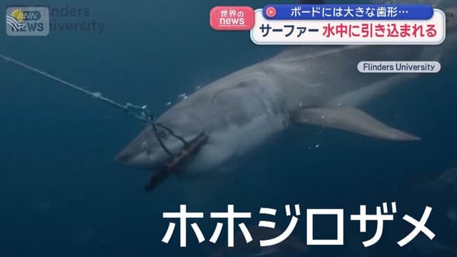 <span class="" word="オ">オ</span><span class="" word="ー">ー</span><span class="" word="ス">ス</span><span class="" word="ト">ト</span><span class="" word="ラ">ラ</span><span class="" word="リ">リ</span><span class="" word="ア">ア</span><span class="" word="で">で</span><span class="" word="サ">サ</span><span class="" word="ー">ー</span><span class="" word="フ">フ</span><span class="" word="ァ">ァ</span><span class="" word="ー">ー</span><span class="" word="が">が</span><ruby ><rb><span class="" word="サ">サ</span><span class="" word="メ">メ</span></rb><rt>さめ</rt></ruby><span class="" word="に">に</span><span class="" word="お">お</span><span class="" word="そ">そ</span><span class="" word="わ">わ</span><span class="" word="れ">れ</span><span class="" word="る">る</span>