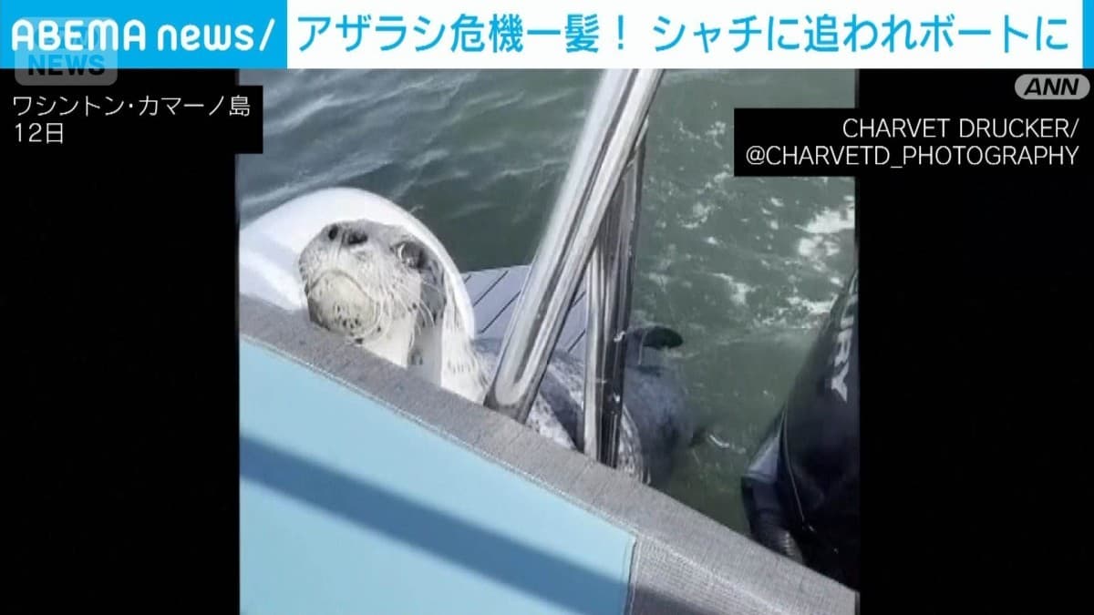 アザラシ、ボートにのってにげる