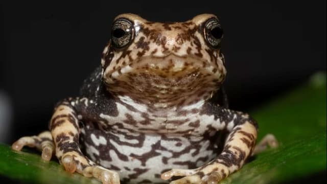 <ruby ><rb><span class="jlpt-n4" word="親">親</span></rb><rt>おや</rt></ruby><span class="" word="と">と</span><ruby ><rb><span class="" word="同">同</span></rb><rt>おな</rt></ruby><span class="" word="じ">じ</span><ruby ><rb><span class="jlpt-n4" word="形">形</span></rb><rt>かたち</rt></ruby><span class="" word="で">で</span><ruby ><rb><span class="" word="生">生</span></rb><rt>う</rt></ruby><span class="" word="ま">ま</span><span class="" word="れ">れ</span><span class="" word="る">る</span><ruby ><rb><span class="" word="新">新</span></rb><rt>あたら</rt></ruby><span class="" word="し">し</span><span class="" word="い">い</span><span class="" word="ヒ">ヒ</span><span class="" word="キ">キ</span><span class="" word="ガ">ガ</span><span class="" word="エ">エ</span><span class="" word="ル">ル</span><span class="" word="が">が</span><ruby ><rb><span class="" word="見">見</span></rb><rt>み</rt></ruby><span class="" word="つ">つ</span><span class="" word="か">か</span><span class="" word="る">る</span>