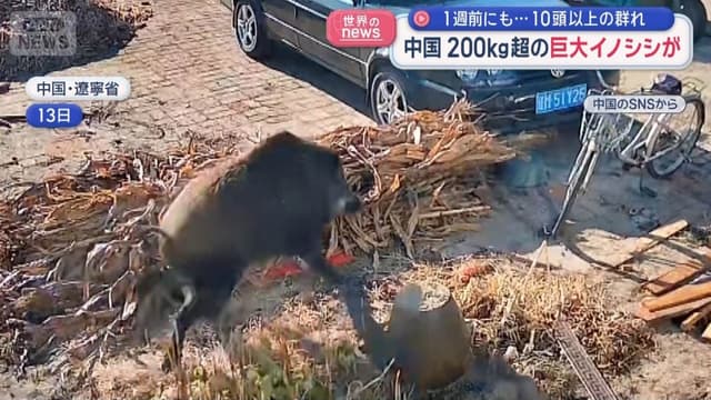 <ruby ><rb><span class="unknown" word="中国">中国</span></rb><rt>ちゅうごく</rt></ruby><span class="" word="の">の</span><ruby ><rb><span class="jlpt-n5" word="村">村</span></rb><rt>むら</rt></ruby><span class="" word="に">に</span><ruby ><rb><span class="" word="大">大</span></rb><rt>おお</rt></ruby><span class="" word="き">き</span><span class="" word="な">な</span><span class="" word="イ">イ</span><span class="" word="ノ">ノ</span><span class="" word="シ">シ</span><span class="" word="シ">シ</span><span class="" word="が">が</span><span class="" word="あ">あ</span><span class="" word="ら">ら</span><span class="" word="わ">わ</span><span class="" word="れ">れ</span><span class="" word="ま">ま</span><span class="" word="し">し</span><span class="" word="た">た</span>