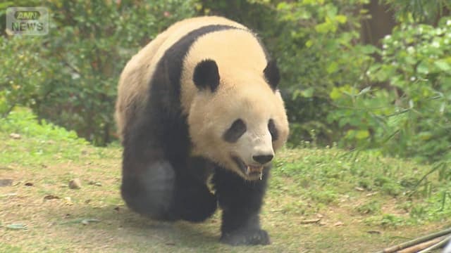 <ruby ><rb><span class="jlpt-n3" word="日本">日本</span></rb><rt>にほん</rt></ruby><span class="" word="に">に</span><span class="" word="パ">パ</span><span class="" word="ン">ン</span><span class="" word="ダ">ダ</span><span class="" word="が">が</span><span class="" word="い">い</span><span class="" word="な">な</span><span class="" word="く">く</span><span class="jlpt-n5" word="なる">なる</span><span class="" word="か">か</span><span class="" word="も">も</span><span class="" word="し">し</span><span class="" word="れ">れ</span><span class="" word="ま">ま</span><span class="" word="せ">せ</span><span class="" word="ん">ん</span>