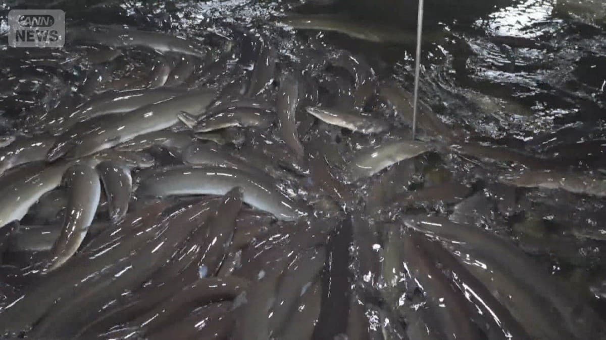 ウナギの国際ルールについての会議　日本は反対