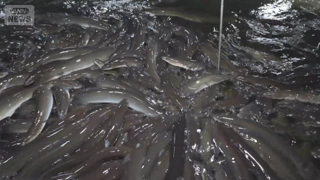 <span class="" word="ウ">ウ</span><span class="" word="ナ">ナ</span><span class="" word="ギ">ギ</span><span class="" word="の">の</span><ruby ><rb><span class="jlpt-n4" word="国際">国際</span></rb><rt>こくさい</rt></ruby><span class="jlpt-n1" word="ルール">ルール</span><span class="" word="に">に</span><span class="" word="つ">つ</span><span class="" word="い">い</span><span class="" word="て">て</span><span class="" word="の">の</span><ruby ><rb><span class="jlpt-n4" word="会議">会議</span></rb><rt>かいぎ</rt></ruby><span class="" word="　">　</span><ruby ><rb><span class="jlpt-n3" word="日本">日本</span></rb><rt>にほん</rt></ruby><span class="" word="は">は</span><ruby ><rb><span class="jlpt-n4" word="反対">反対</span></rb><rt>はんたい</rt></ruby>