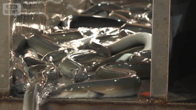 <span class="" word="ウ">ウ</span><span class="" word="ナ">ナ</span><span class="" word="ギ">ギ</span><span class="" word="の">の</span><ruby ><rb><span class="jlpt-n4" word="国際">国際</span></rb><rt>こくさい</rt></ruby><ruby ><rb><span class="jlpt-n4" word="会議">会議</span></rb><rt>かいぎ</rt></ruby><span class="" word="　">　</span><ruby ><rb><span class="unknown" word="中国">中国</span></rb><rt>ちゅうごく</rt></ruby><span class="" word="の">の</span><ruby ><rb><span class="jlpt-n5" word="会社">会社</span></rb><rt>かいしゃ</rt></ruby><span class="" word="は">は</span><ruby ><rb><span class="jlpt-n3" word="心配">心配</span></rb><rt>しんぱい</rt></ruby><span class="" word="し">し</span><span class="" word="て">て</span><span class="" word="い">い</span><span class="" word="ま">ま</span><span class="" word="す">す</span>