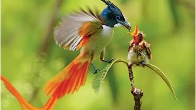 <span class="jlpt-n5" word="きれい">きれい</span><span class="" word="な">な</span><span class="" word="と">と</span><span class="" word="り">り</span><span class="" word="：">：</span><ruby ><rb><span class="" word="1">1</span><span class="" word="2">2</span></rb><rt>じゅうに</rt></ruby><ruby ><rb><span class="jlpt-n5" word="本">本</span></rb><rt>ほん</rt></ruby><span class="" word="の">の</span><span class="jlpt-n2" word="しっぽ">しっぽ</span>