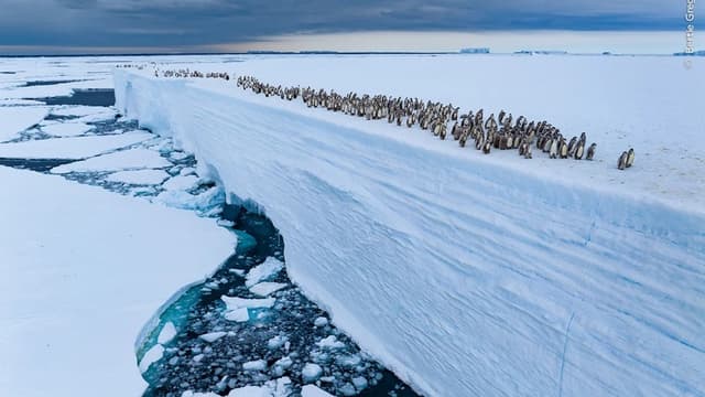 <ruby ><rb><span class="jlpt-n1" word="野生">野生</span><span class="jlpt-n5" word="動物">動物</span></rb><rt>やせいどうぶつ</rt></ruby><ruby ><rb><span class="jlpt-n5" word="写真">写真</span></rb><rt>しゃしん</rt></ruby><span class="jlpt-n1" word="コンテスト">コンテスト</span><span class="" word="の">の</span><span class="" word="す">す</span><span class="" word="ば">ば</span><span class="" word="ら">ら</span><span class="" word="し">し</span><span class="" word="い">い</span><ruby ><rb><span class="" word="写">写</span><span class="" word="真">真</span></rb><rt>しゃしん</rt></ruby>