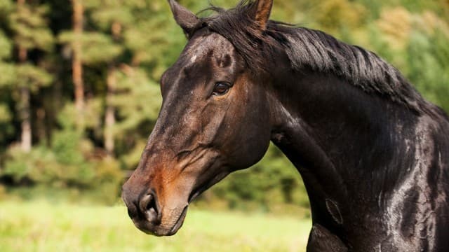ドイツのとても小さい馬、世界一に！