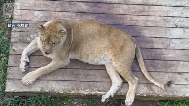 <ruby ><rb><span class="unknown" word="札幌">札幌</span></rb><rt>さっぽろ</rt></ruby><span class="" word="の">の</span><ruby ><rb><span class="jlpt-n5" word="動物">動物</span><span class="jlpt-n1" word="園">園</span></rb><rt>どうぶつえん</rt></ruby><span class="" word="に">に</span><ruby ><rb><span class="unknown" word="東京">東京</span></rb><rt>とうきょう</rt></ruby><span class="" word="の">の</span><ruby ><rb><span class="jlpt-n5" word="会社">会社</span></rb><rt>かいしゃ</rt></ruby><span class="" word="が">が</span><ruby ><rb><span class="" word="助">助</span></rb><rt>たす</rt></ruby><span class="" word="け">け</span><span class="" word="を">を</span><ruby ><rb><span class="" word="出">出</span></rb><rt>だ</rt></ruby><span class="" word="す">す</span>