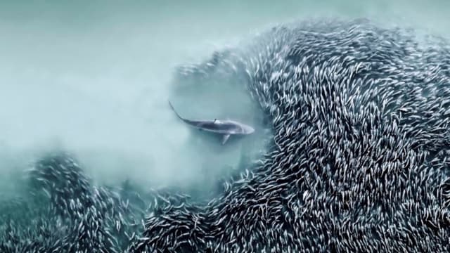 <ruby ><rb><span class="jlpt-n4" word="国際">国際</span></rb><rt>こくさい</rt></ruby><ruby ><rb><span class="jlpt-n3" word="航空">航空</span></rb><rt>こうくう</rt></ruby><ruby ><rb><span class="jlpt-n5" word="写真">写真</span></rb><rt>しゃしん</rt></ruby><span class="jlpt-n1" word="コンテスト">コンテスト</span><span class="" word="の">の</span><ruby ><rb><span class="unknown" word="初代">初代</span></rb><rt>しょだい</rt></ruby><ruby ><rb><span class="unknown" word="受賞">受賞</span></rb><rt>じゅしょう</rt></ruby><ruby ><rb><span class="jlpt-n3" word="作品">作品</span></rb><rt>さくひん</rt></ruby>