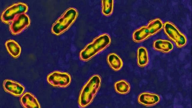 <ruby ><rb><span class="unknown" word="黒死病">黒死病</span></rb><rt>こくしびょう</rt></ruby><span class="" word="と">と</span><ruby ><rb><span class="jlpt-n2" word="火山">火山</span></rb><rt>かざん</rt></ruby><span class="" word="の">の</span><ruby ><rb><span class="jlpt-n2" word="噴火">噴火</span></rb><rt>ふんか</rt></ruby><span class="" word="：">：</span><ruby ><rb><span class="" word="新">新</span></rb><rt>あたら</rt></ruby><span class="" word="し">し</span><span class="" word="い">い</span><ruby ><rb><span class="jlpt-n4" word="研究">研究</span></rb><rt>けんきゅう</rt></ruby><span class="" word="の">の</span><ruby ><rb><span class="jlpt-n3" word="発見">発見</span></rb><rt>はっけん</rt></ruby>