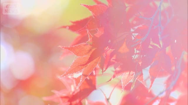 <ruby ><rb><span class="unknown" word="神代">神代</span><span class="jlpt-n3" word="植物">植物</span><span class="jlpt-n5" word="公園">公園</span></rb><rt>じんだいしょくぶつこうえん</rt></ruby><span class="" word="で">で</span><ruby ><rb><span class="jlpt-n2" word="紅葉">紅葉</span></rb><rt>こうよう</rt></ruby><span class="" word="と">と</span><ruby ><rb><span class="jlpt-n5" word="秋">秋</span></rb><rt>あき</rt></ruby><span class="" word="の">の</span><span class="" word="バ">バ</span><span class="" word="ラ">ラ</span><span class="" word="が">が</span><ruby ><rb><span class="unknown" word="見頃">見頃</span></rb><rt>みごろ</rt></ruby>