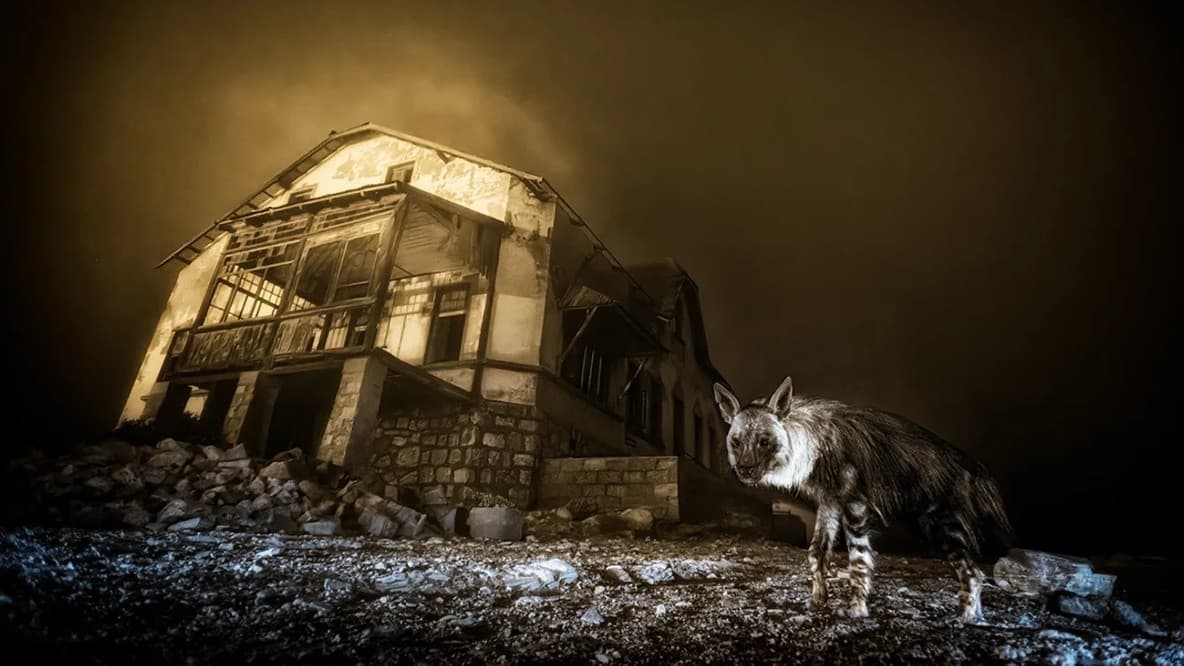 野生動物の写真コンテストでハイエナの写真が一番になりました