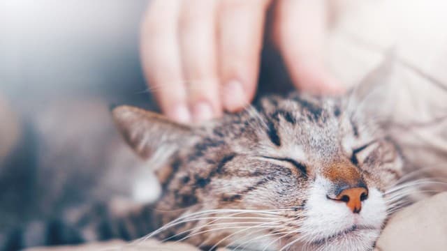 <ruby ><rb><span class="jlpt-n5" word="猫">猫</span></rb><rt>ねこ</rt></ruby><span class="" word="は">は</span><ruby ><rb><span class="jlpt-n4" word="男性">男性</span></rb><rt>だんせい</rt></ruby><span class="" word="の">の</span><ruby ><rb><span class="" word="飼">飼</span></rb><rt>か</rt></ruby><span class="" word="い">い</span><ruby ><rb><span class="" word="主">主</span></rb><rt>ぬし</rt></ruby><span class="" word="に">に</span><span class="jlpt-n5" word="よく">よく</span><ruby ><rb><span class="" word="鳴">鳴</span></rb><rt>な</rt></ruby><span class="" word="く">く</span>