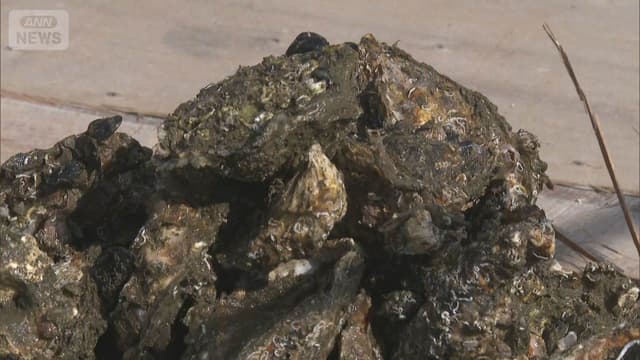 <ruby ><rb><span class="unknown" word="瀬戸">瀬戸</span><span class="unknown" word="内海">内海</span></rb><rt>せとないかい</rt></ruby><span class="" word="の">の</span><span class="" word="カ">カ</span><span class="" word="キ">キ</span><span class="" word="が">が</span><span class="jlpt-n5" word="たくさん">たくさん</span><ruby ><rb><span class="" word="死">死</span></rb><rt>し</rt></ruby><span class="" word="ん">ん</span><span class="" word="だ">だ</span><span class="" word="た">た</span><span class="" word="め">め</span><span class="" word="、">、</span><ruby ><rb><span class="unknown" word="養殖">養殖</span><span class="jlpt-n1" word="業者">業者</span></rb><rt>ようしょくぎょうしゃ</rt></ruby><span class="" word="を">を</span><ruby ><rb><span class="" word="助">助</span></rb><rt>たす</rt></ruby><span class="" word="け">け</span><span class="" word="る">る</span><ruby ><rb><span class="" word="新">新</span></rb><rt>あたら</rt></ruby><span class="" word="し">し</span><span class="" word="い">い</span><ruby ><rb><span class="unknown" word="支援">支援</span></rb><rt>しえん</rt></ruby>