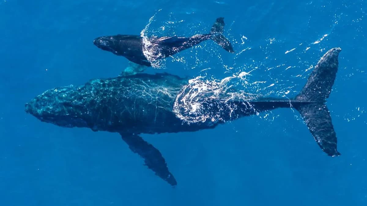 ハワイ訪問前に知っておくべきザトウクジラに関する10の高度な知識