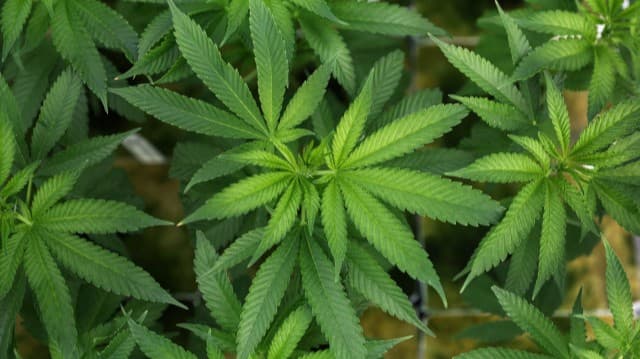 <span class="jlpt-n3" word="トランプ">トランプ</span><ruby ><rb><span class="jlpt-n5" word="前">前</span></rb><rt>ぜん</rt></ruby><ruby ><rb><span class="jlpt-n3" word="大統領">大統領</span></rb><rt>だいとうりょう</rt></ruby><span class="" word="、">、</span><ruby ><rb><span class="unknown" word="大麻">大麻</span></rb><rt>たいま</rt></ruby><span class="" word="の">の</span><ruby ><rb><span class="jlpt-n1" word="規制">規制</span></rb><rt>きせい</rt></ruby><span class="" word="を">を</span><span class="" word="ゆ">ゆ</span><span class="" word="る">る</span><span class="" word="め">め</span><span class="" word="る">る</span><ruby ><rb><span class="" word="大">大</span><span class="" word="統">統</span><span class="" word="領">領</span><span class="unknown" word="令">令</span></rb><rt>だいとうりょうれい</rt></ruby><span class="" word="に">に</span><span class="jlpt-n3" word="サイン">サイン</span>