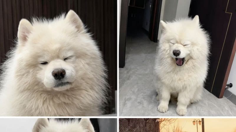 朝が弱いサモエド