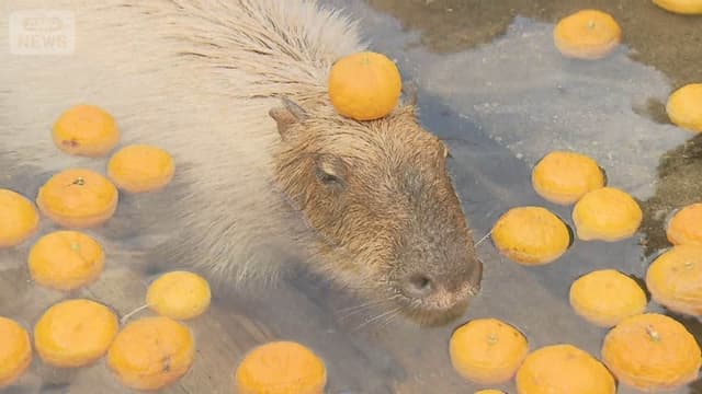 <ruby><rb><span class="unknown" word="栃木">栃木</span><span class="jlpt-n3" word="県">県</span></rb><rt>とちぎけん</rt></ruby><ruby><rb><span class="unknown" word="那須">那須</span><span class="jlpt-n5" word="町">町</span></rb><rt>なすまち</rt></ruby> <span class="" word="-">-</span> <span class="" word="カ">カ</span><span class="" word="ピ">ピ</span><span class="" word="バ">バ</span><span class="" word="ラ">ラ</span><span class="" word="が">が</span><span class="" word="ゆ">ゆ</span><span class="" word="ず">ず</span><span class="" word="の">の</span><span class="jlpt-n3" word="お">お</span><span class="jlpt-n5" word="ふろ">ふろ</span><span class="" word="に">に</span><ruby><rb><span class="" word="入">入</span></rb><rt>はい</rt></ruby><span class="" word="り">り</span><span class="" word="ま">ま</span><span class="" word="す">す</span>