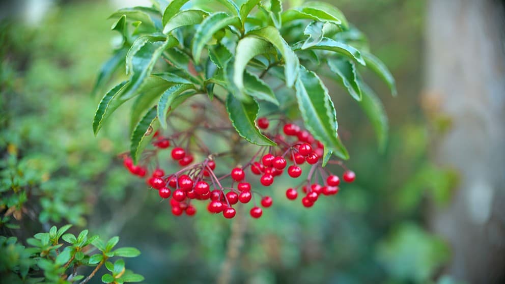 日本のまん両の木