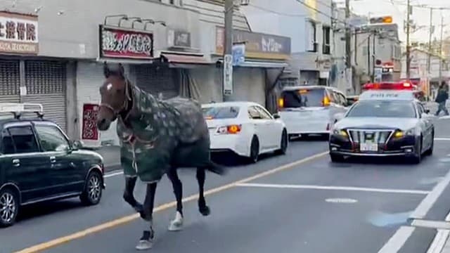 川崎市で馬が道を歩きました