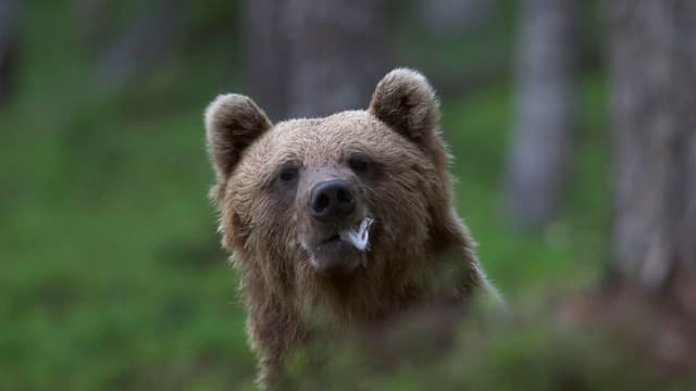 <ruby ><rb><span class="unknown" word="熊">熊</span></rb><rt>くま</rt></ruby><span class="" word="に">に</span><span class="" word="お">お</span><span class="" word="そ">そ</span><span class="" word="わ">わ</span><span class="" word="れ">れ</span><span class="" word="た">た</span><ruby ><rb><span class="jlpt-n5" word="女">女</span></rb><rt>おんな</rt></ruby><span class="" word="の">の</span><ruby ><rb><span class="jlpt-n5" word="人">人</span></rb><rt>ひと</rt></ruby><span class="" word="と">と</span><span class="" word="お">お</span><ruby ><rb><span class="" word="母">母</span></rb><rt>かあ</rt></ruby><span class="" word="さ">さ</span><span class="" word="ん">ん</span><span class="" word="の">の</span><ruby ><rb><span class="jlpt-n5" word="電話">電話</span></rb><rt>でんわ</rt></ruby>