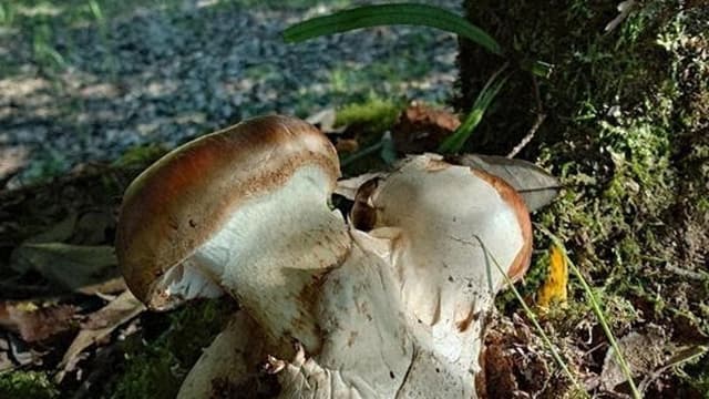 <ruby ><rb><span class="unknown" word="宮崎">宮崎</span></rb><rt>みやざき</rt></ruby><span class="" word="で">で</span><span class="" word="め">め</span><span class="" word="ず">ず</span><span class="" word="ら">ら</span><span class="" word="し">し</span><span class="" word="い">い</span><span class="" word="き">き</span><span class="" word="の">の</span><span class="" word="こ">こ</span><span class="" word="を">を</span><span class="" word="み">み</span><span class="" word="つ">つ</span><span class="" word="け">け</span><span class="" word="ま">ま</span><span class="" word="し">し</span><span class="" word="た">た</span>