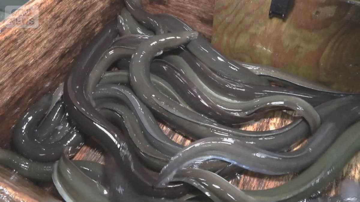 アメリカウナギの新しいルールはありませんでした