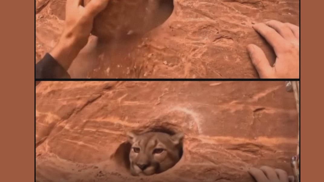 山で大きなねこと会う