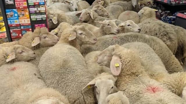 <ruby><rb><span class="" word="ド">ド</span><span class="" word="イ">イ</span><span class="" word="ツ">ツ</span></rb><rt>ドイツ</rt></ruby><span class="" word="で">で</span><span class="jlpt-n5" word="たくさん">たくさん</span><span class="" word="の">の</span><ruby><rb><span class="unknown" word="羊">羊</span></rb><rt>ひつじ</rt></ruby><span class="" word="が">が</span><span class="" word="ス">ス</span><span class="" word="ー">ー</span><span class="" word="パ">パ</span><span class="" word="ー">ー</span><span class="" word="に">に</span><ruby><rb><span class="" word="入">入</span></rb><rt>はい</rt></ruby><span class="" word="り">り</span><span class="" word="ま">ま</span><span class="" word="し">し</span><span class="" word="た">た</span>