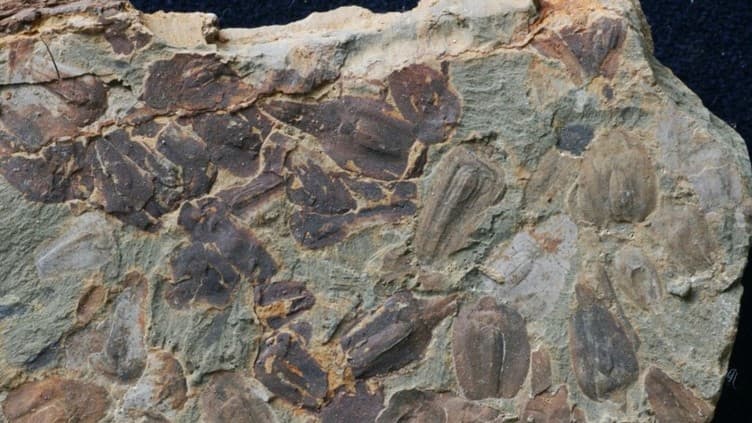 約2億5200万年前の大絶滅：森林消失と地球温暖化