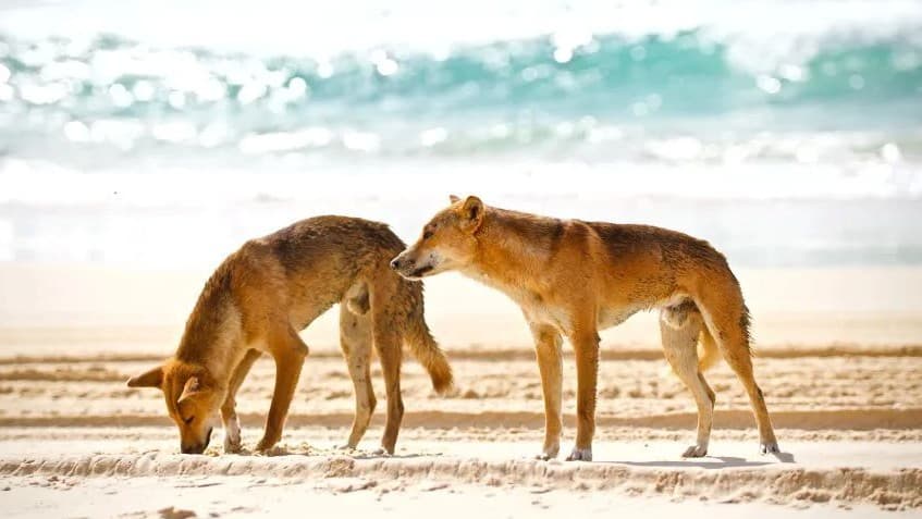 オーストラリアでカナダ人女性、野生の犬に囲まれて亡くなる