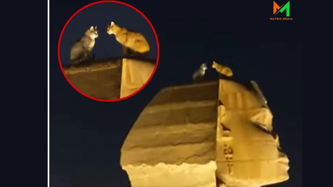 スフィンクスの上の二ひきの猫