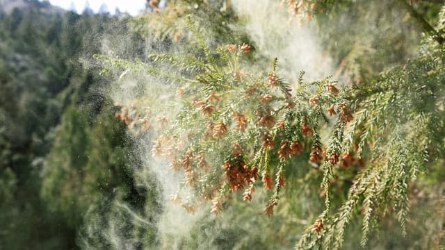 <ruby ><rb><span class="jlpt-n5" word="今年">今年</span></rb><rt>ことし</rt></ruby><span class="" word="の">の</span><ruby ><rb><span class="jlpt-n1" word="花粉">花粉</span></rb><rt>かふん</rt></ruby><span class="" word="は">は</span><span class="jlpt-n5" word="とても">とても</span><ruby ><rb><span class="" word="多">多</span></rb><rt>おお</rt></ruby><span class="" word="い">い</span>