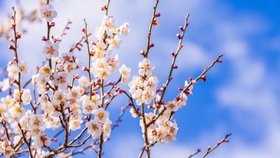 熱海梅園で早い春を楽しもう！梅まつり（1月10日〜3月8日）