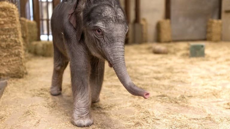 スミソニアン動物園でアジアゾウの赤ちゃんが生まれました