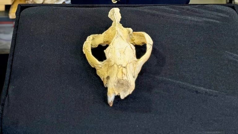 約3000万年前のヒアエノドンの頭蓋骨、アフリカで発見