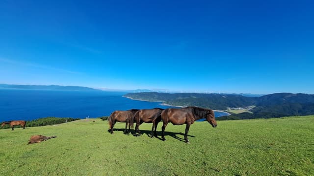 <ruby ><rb><span class="unknown" word="都井岬">都井岬</span></rb><rt>といみさき</rt></ruby><span class="" word="で">で</span><ruby ><rb><span class="jlpt-n1" word="野生">野生</span></rb><rt>やせい</rt></ruby><span class="" word="の">の</span><ruby ><rb><span class="unknown" word="御崎">御崎</span><span class="jlpt-n3" word="馬">馬</span></rb><rt>みさきうま</rt></ruby><span class="" word="に">に</span><ruby ><rb><span class="" word="会">会</span></rb><rt>あ</rt></ruby><span class="" word="う">う</span><ruby ><rb><span class="jlpt-n3" word="旅">旅</span></rb><rt>たび</rt></ruby>