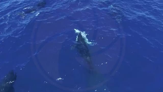 <ruby ><rb><span class="" word="シ">シ</span><span class="" word="ャ">ャ</span><span class="" word="チ">チ</span></rb><rt>シャチ</rt></ruby><span class="" word="の">の</span><span class="jlpt-n3" word="グループ">グループ</span><span class="" word="が">が</span><ruby ><rb><span class="" word="ホ">ホ</span><span class="" word="ホ">ホ</span><span class="" word="ジ">ジ</span><span class="" word="ロ">ロ</span><span class="" word="ザ">ザ</span><span class="" word="メ">メ</span></rb><rt>ホホジロザメ</rt></ruby><span class="" word="を">を</span><span class="" word="お">お</span><span class="" word="そ">そ</span><span class="" word="う">う</span><span class="" word="　">　</span><ruby ><rb><span class="" word="メ">メ</span><span class="" word="キ">キ</span><span class="" word="シ">シ</span><span class="" word="コ">コ</span></rb><rt>メキシコ</rt></ruby><span class="" word="で">で</span><span class="" word="ド">ド</span><span class="" word="ロ">ロ</span><span class="" word="ー">ー</span><span class="" word="ン">ン</span><span class="" word="が">が</span><span class="" word="と">と</span><span class="" word="ら">ら</span><span class="" word="え">え</span><span class="" word="た">た</span>