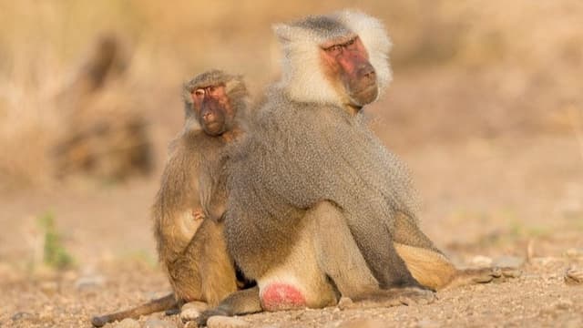 <ruby ><rb><span class="unknown" word="哺乳">哺乳</span><span class="jlpt-n1" word="類">類</span></rb><rt>ほにゅうるい</rt></ruby><span class="" word="に">に</span><span class="" word="お">お</span><span class="" word="け">け</span><span class="" word="る">る</span><ruby ><rb><span class="jlpt-n2" word="寿命">寿命</span></rb><rt>じゅみょう</rt></ruby><span class="" word="の">の</span><ruby ><rb><span class="unknown" word="性差">性差</span></rb><rt>せいさ</rt></ruby><span class="" word="、">、</span><ruby ><rb><span class="" word="性">性</span><span class="jlpt-n3" word="選択">選択</span></rb><rt>せいせんたく</rt></ruby><span class="" word="と">と</span><ruby ><rb><span class="jlpt-n1" word="繁殖">繁殖</span></rb><rt>はんしょく</rt></ruby><ruby ><rb><span class="" word="コ">コ</span><span class="" word="ス">ス</span><span class="" word="ト">ト</span></rb><rt>こすと</rt></ruby><span class="" word="の">の</span><ruby ><rb><span class="jlpt-n1" word="観点">観点</span></rb><rt>かんてん</rt></ruby>