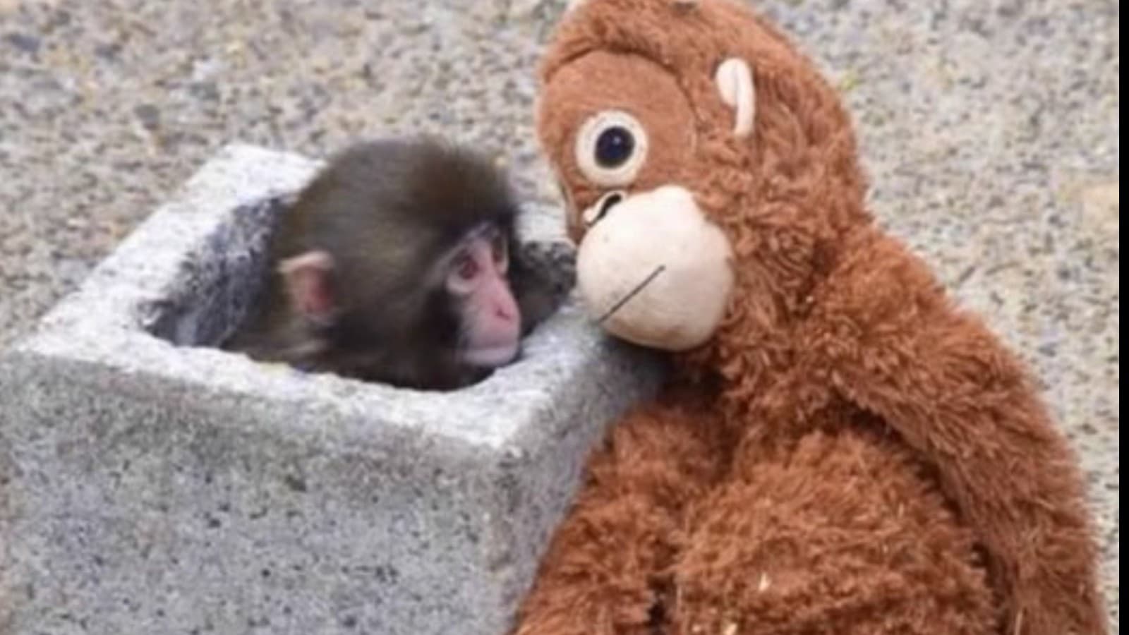 市川市動植物園の子ザルとオレンジのぬいぐるみ