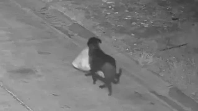 <ruby ><rb><span class="jlpt-n5" word="犬">犬</span></rb><rt>いぬ</rt></ruby><span class="" word="に">に</span><span class="" word="ゴ">ゴ</span><span class="" word="ミ">ミ</span><span class="" word="を">を</span><span class="" word="す">す</span><span class="" word="て">て</span><span class="" word="さ">さ</span><span class="" word="せ">せ</span><span class="" word="た">た</span><ruby ><rb><span class="jlpt-n5" word="男">男</span></rb><rt>おとこ</rt></ruby><span class="" word="の">の</span><ruby ><rb><span class="jlpt-n5" word="人">人</span></rb><rt>ひと</rt></ruby><span class="" word="、">、</span><ruby ><rb><span class="jlpt-n4" word="警察">警察</span></rb><rt>けいさつ</rt></ruby><span class="" word="に">に</span><ruby ><rb><span class="" word="見">見</span></rb><rt>み</rt></ruby><span class="" word="つ">つ</span><span class="" word="か">か</span><span class="" word="り">り</span><span class="" word="お">お</span><ruby ><rb><span class="" word="金">金</span></rb><rt>かね</rt></ruby><span class="" word="を">を</span><span class="" word="は">は</span><span class="" word="ら">ら</span><span class="" word="う">う</span><span class="" word="（">（</span><span class="" word="イ">イ</span><span class="" word="タ">タ</span><span class="" word="リ">リ</span><span class="" word="ア">ア</span><span class="" word="・">・</span><span class="" word="シ">シ</span><span class="" word="チ">チ</span><span class="" word="リ">リ</span><span class="" word="ア">ア</span><span class="" word="）">）</span>