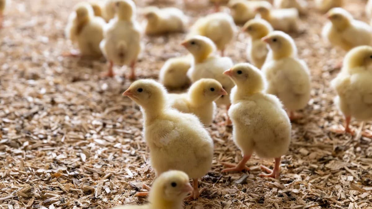 鳥インフルエンザがアメリカとイギリスでまた発生