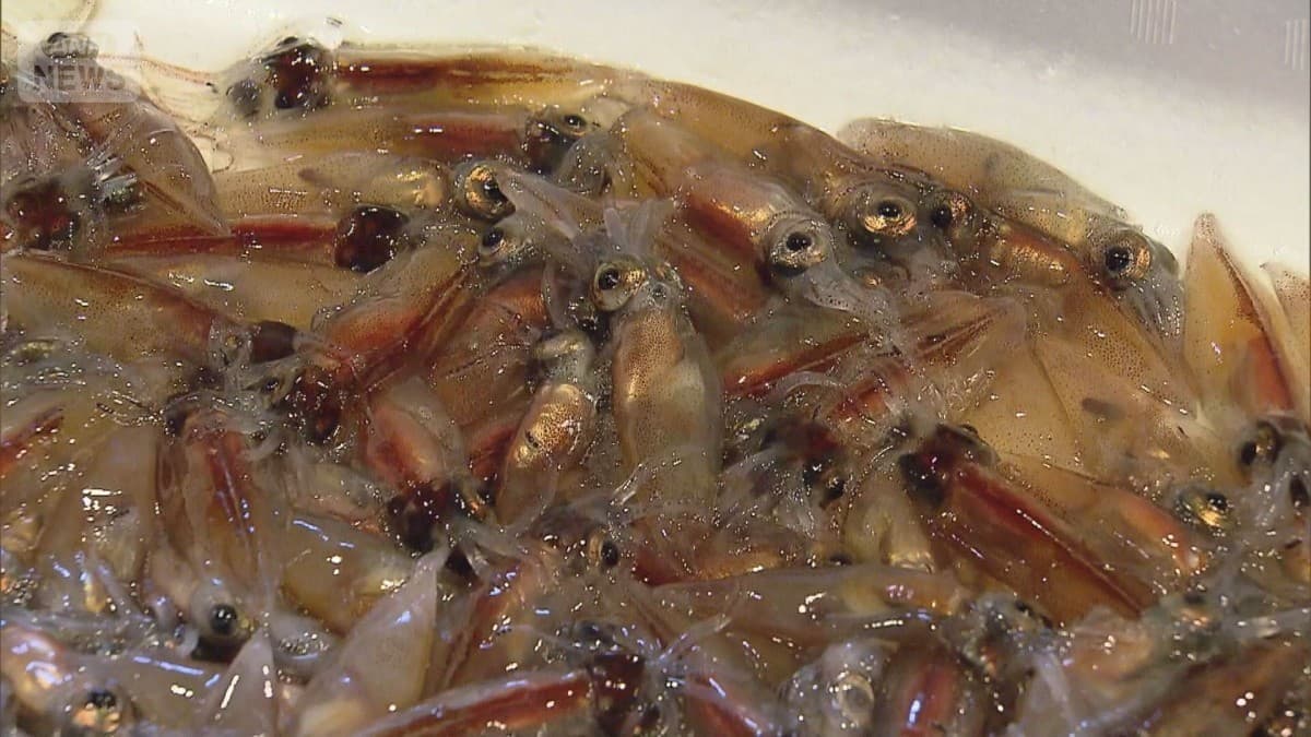 富山でホタルイカの漁がはじまりました