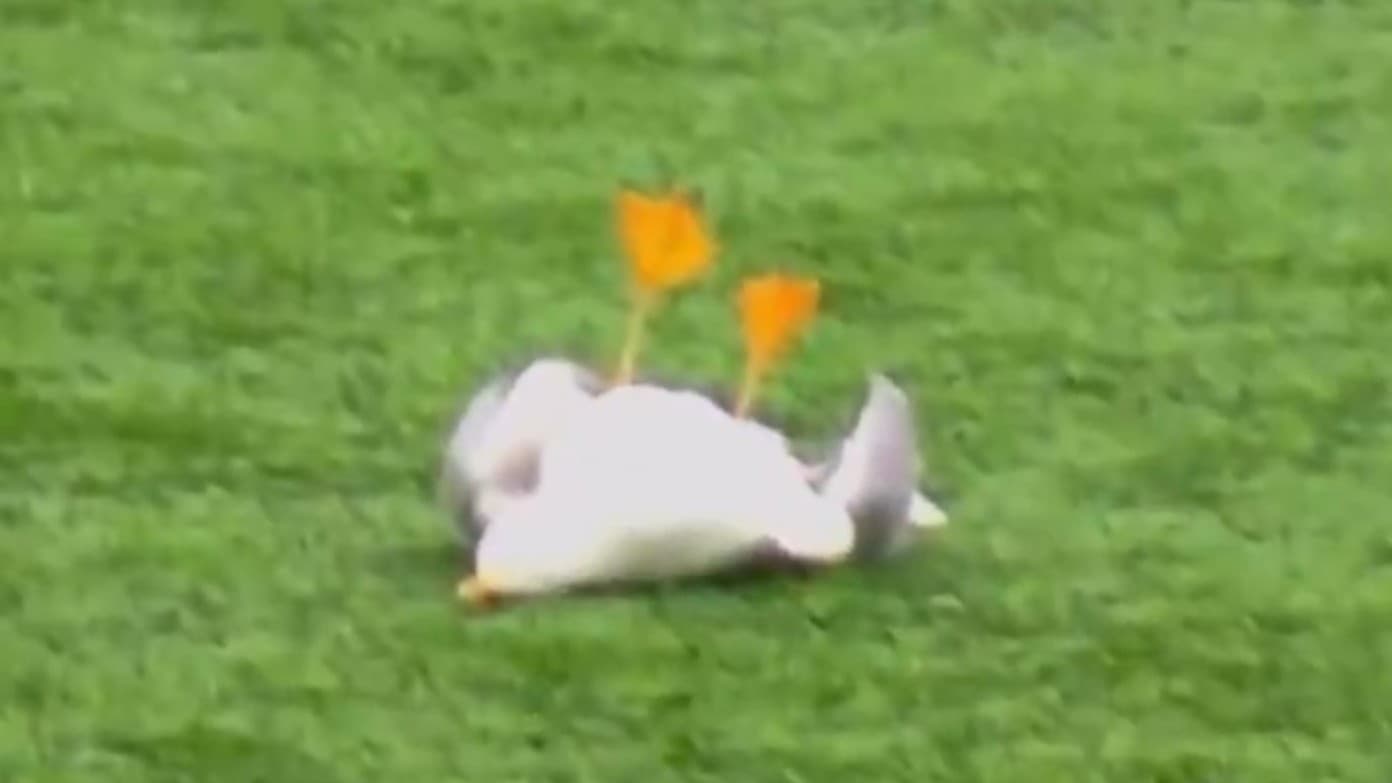 サッカーのキャプテンがカモメを助けました