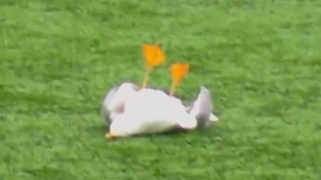 <span class="" word="サ">サ</span><span class="" word="ッ">ッ</span><span class="" word="カ">カ</span><span class="" word="ー">ー</span><span class="" word="の">の</span><span class="jlpt-n3" word="キャプテン">キャプテン</span><span class="" word="が">が</span><span class="" word="カ">カ</span><span class="" word="モ">モ</span><span class="" word="メ">メ</span><span class="" word="を">を</span><ruby ><rb><span class="" word="助">助</span></rb><rt>たす</rt></ruby><span class="" word="け">け</span><span class="" word="ま">ま</span><span class="" word="し">し</span><span class="" word="た">た</span>