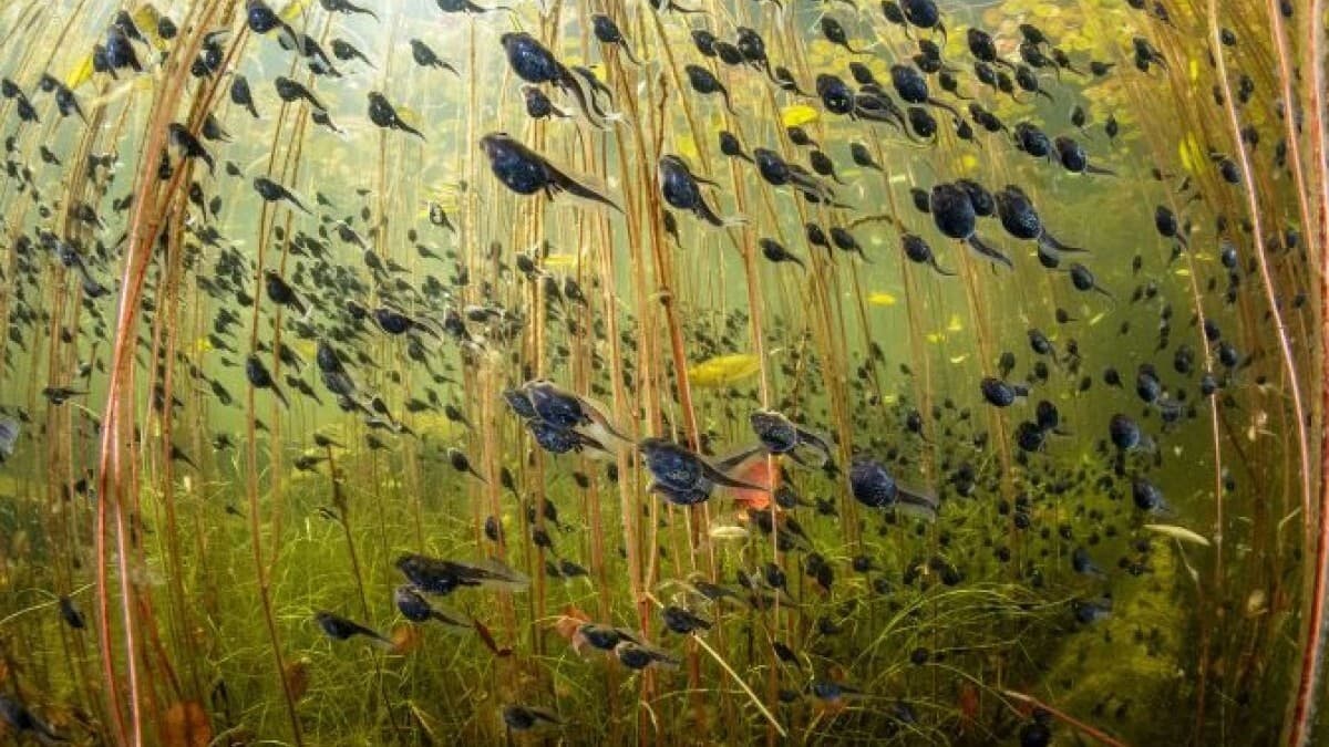 湖で見つけたオタマジャクシの写真が大賞に