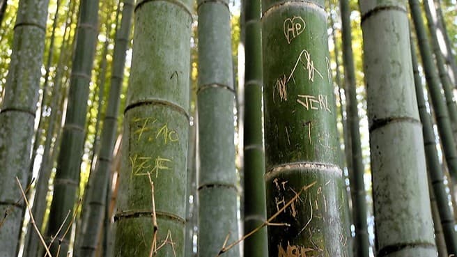 京都・嵐山の竹林が危機　落書き被害で伐採の可能性も