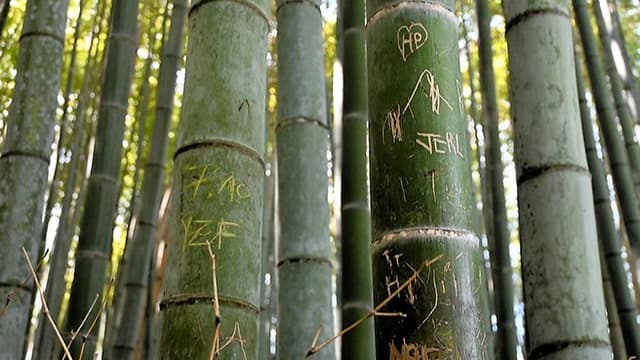 <ruby ><rb><span class="unknown" word="京都">京都</span></rb><rt>きょうと</rt></ruby><span class="" word="・">・</span><ruby ><rb><span class="unknown" word="嵐山">嵐山</span></rb><rt>あらしやま</rt></ruby><span class="" word="の">の</span><ruby ><rb><span class="unknown" word="竹林">竹林</span></rb><rt>ちくりん</rt></ruby><span class="" word="が">が</span><ruby ><rb><span class="jlpt-n1" word="危機">危機</span></rb><rt>きき</rt></ruby><span class="" word="　">　</span><ruby ><rb><span class="" word="落">落</span><span class="" word="書">書</span></rb><rt>らくが</rt></ruby><span class="" word="き">き</span><ruby ><rb><span class="jlpt-n3" word="被害">被害</span></rb><rt>ひがい</rt></ruby><span class="" word="で">で</span><ruby ><rb><span class="unknown" word="伐採">伐採</span></rb><rt>ばっさい</rt></ruby><span class="" word="の">の</span><ruby ><rb><span class="jlpt-n3" word="可能">可能</span><span class="jlpt-n3" word="性">性</span></rb><rt>かのうせい</rt></ruby><span class="" word="も">も</span>